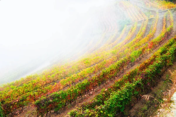 Vignobles Dans Vallée Douro Dans Matinée Brumeuse Portugal Région Viticole — Photo