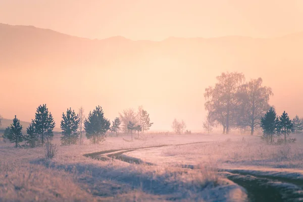 Misty sunrise in the winter forest. Trees with hoarfrost in the foggy morning. Beautiful winter landscape.