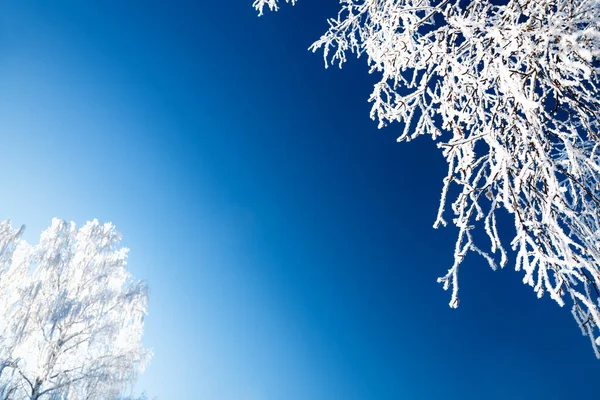 Matte Bomen Met Witte Vorst Tegen Blauwe Lucht Prachtige Winterachtergrond — Stockfoto