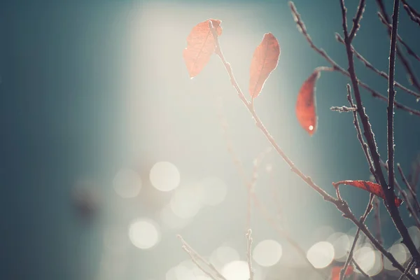 Frosted Plants Shore Lake Foggy Morning Macro Image Shallow Depth — Stock Photo, Image