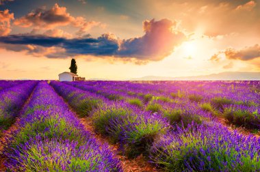 Valensole, Provence, Fransa yakınlarındaki lavanta tarlalarında selvi ağacı olan küçük bir ev. Güzel yaz manzarası.