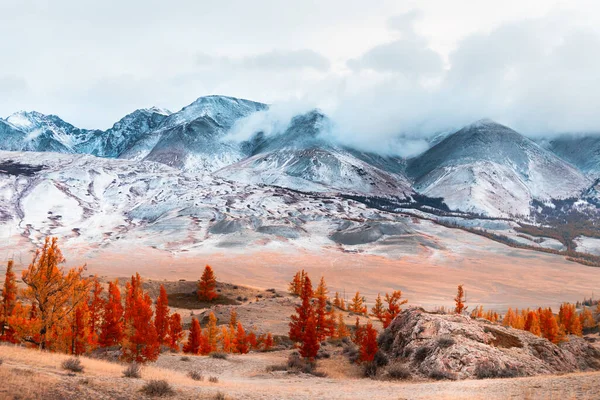 白雪覆盖的高山 布满了云彩和黄树 俄罗斯西伯利亚阿尔泰的夸赖草原的秋季风景 — 图库照片