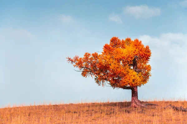 Red Autumn Tree Hill Blue Sky Beautiful Autumn Nature Background — Stock Photo, Image