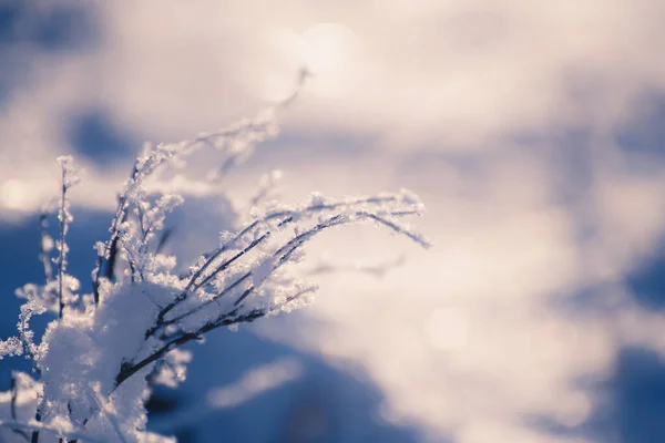 Zamrzlé Rostliny Lesní Louce Při Západu Slunce Makro Obraz Mělká — Stock fotografie
