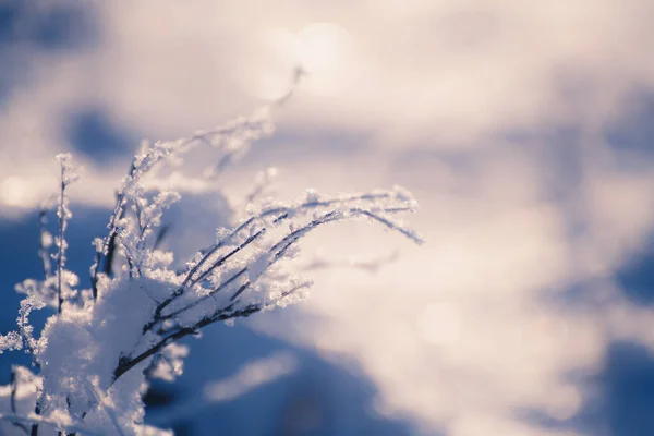 Matte Planten Bosweide Bij Zonsondergang Macro Beeld Ondiepe Scherptediepte Prachtige — Stockfoto