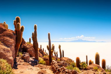 İncahuasi adasındaki büyük yeşil kaktüsler, Salar de Uyuni tuz düzlüğü, Altiplano, Bolivya. Güney Amerika 'nın manzaraları