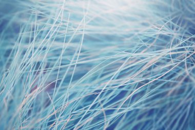 Ormandaki yabani otlar. Bulanık soyut doğa arkaplanı.