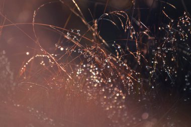 Şafakta çiğ taneleri olan yabani otlar. Makro görüntü, yüzeysel alan derinliği. Vintage filtresi. Güzel sonbahar doğa arka planı