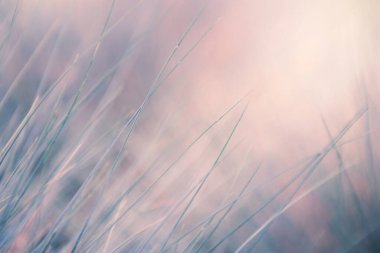 Gün doğumunda ormanda yabani otlar. Bulanık soyut doğa arkaplanı.