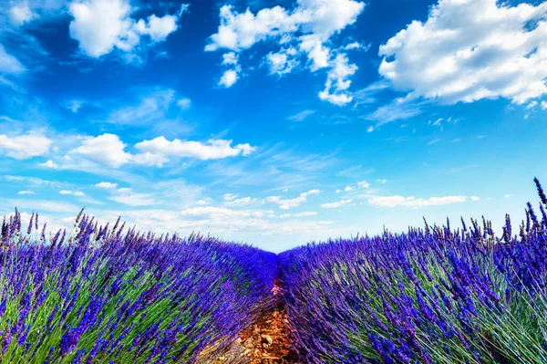 Campos Lavanda Cielo Azul Valensole Provenza Francia Hermosa Naturaleza Verano Imágenes de stock libres de derechos
