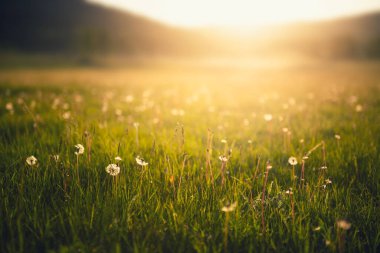 Gün batımında taze yeşil çimenler ve karahindibalarla dolu bir orman çayırı. Seçici odaklanma. Güzel yaz doğa geçmişi.