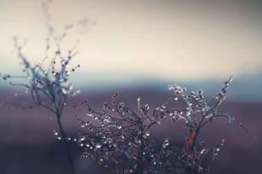 Gündoğumunda sonbahar ormanında buzlu bitkiler. Makro görüntü, yüzeysel alan derinliği. Vintage filtresi. Bulanık doğa arkaplanı