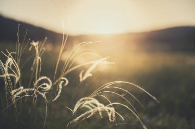 Gün batımında ormanda yabani tüy otu. Makro görüntü, yüzeysel alan derinliği. Bulanık doğa arkaplanı