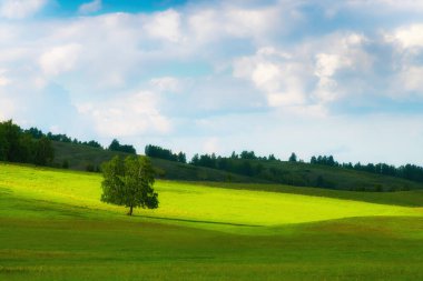 Tepedeki yeşil ağaç ve bulutlu mavi gökyüzü. Güzel yaz manzarası.