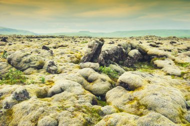 İzlanda 'daki volkanik lav sahalarında yeşil yosun. Seçici odaklanma. Güzel yaz manzarası