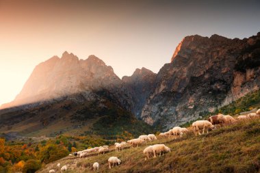 Gün batımında dağlarda otlayan koyun sürüsü. Erzi Ulusal Parkı, Ingushetia, Kafkasya, Rusya. Güzel sonbahar manzarası