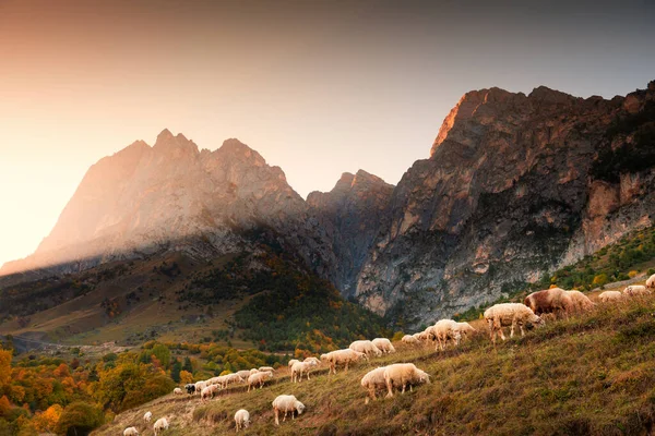 Manada Ovejas Pastando Las Montañas Atardecer Parque Nacional Erzi Ingushetia Fotos de stock