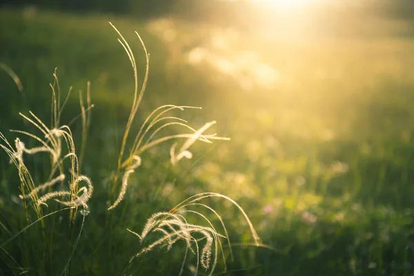 Wild Feather Grass Forest Sunset Macro Image Shallow Depth Field — Stock Photo, Image