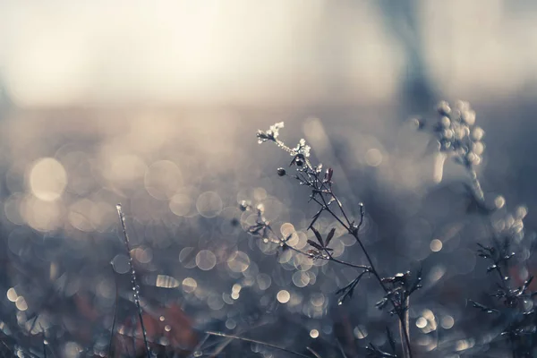 Frosted Plants Autumn Forest Sunrise Macro Image Shallow Depth Field — Stock Photo, Image