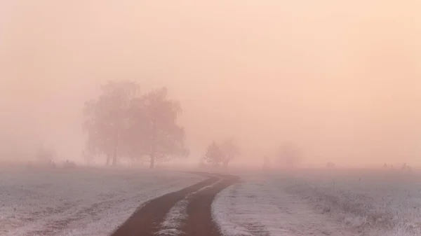 Misty sunrise in the winter forest. Trees with hoarfrost in the foggy morning. Beautiful winter landscape.