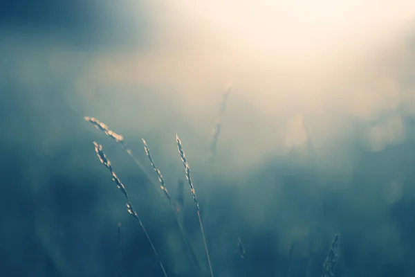 Green Grass Forest Sunset Macro Image Shallow Depth Field Blurred — Stock Photo, Image