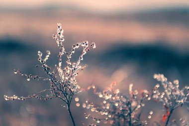 Gündoğumunda sonbahar ormanında buzlu bitkiler. Makro görüntü, yüzeysel alan derinliği. Vintage filtresi. Bulanık doğa arkaplanı