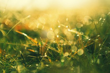 Güneşin doğuşunda sabah çiğ taneleriyle birlikte yeşil çimenler. Makro görüntü, yüzeysel alan derinliği. Bulanık yaz doğa geçmişi