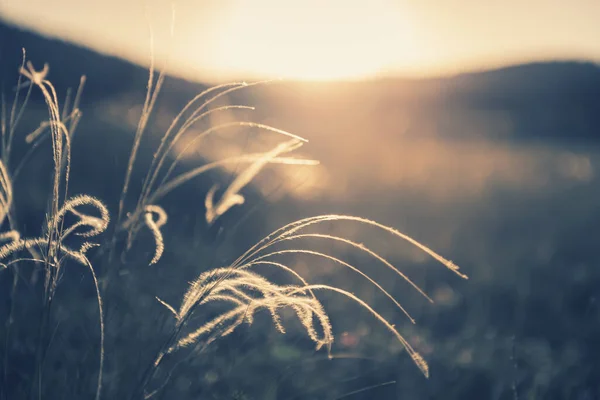 Wild Feather Grass Forest Sunset Selective Focus Vintage Filter Blurred — Stock Photo, Image