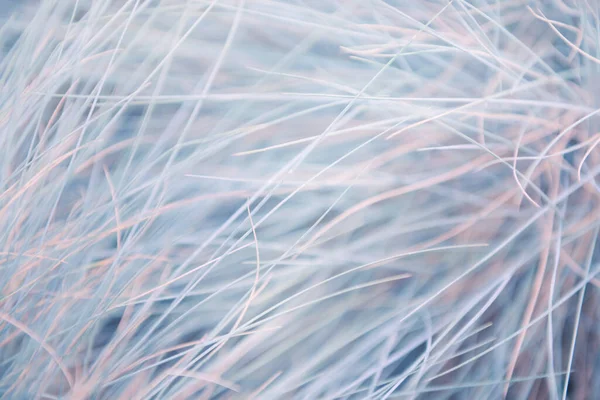 Wild Grass Forest Sunrise Blurred Abstract Nature Background — Stock Photo, Image