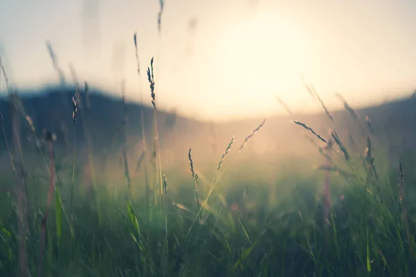 Wild Grass Mountains Sunset Macro Image Shallow Depth Field Vintage — Stock Photo, Image