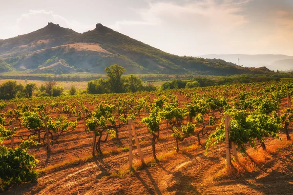 Winnice Górach Zachodzie Słońca Piękny Letni Krajobraz Krym — Zdjęcie stockowe