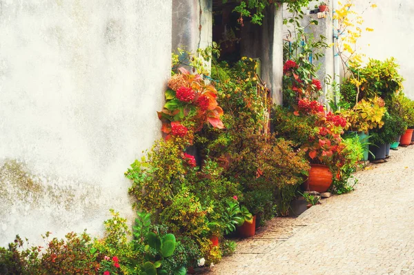 Цветы Улице Маленьком Городке Португалии Красивый Сад Летний Городской Пейзаж — стоковое фото