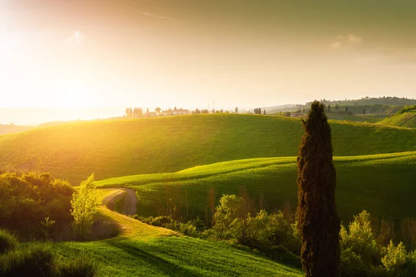 Grüne Hügel Bei Sonnenuntergang Der Toskana Italien Schöne Sommerlandschaft Berühmtes — Stockfoto