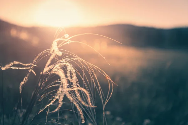 Wild Feather Grass Forest Sunset Selective Focus Vintage Filter Blurred — Stock Photo, Image