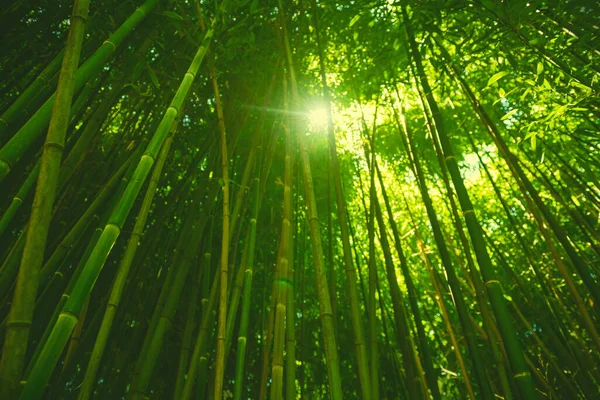 Bosque Bambú Verde Luz Del Sol Mañana Fondo Naturaleza Borrosa Imagen de archivo