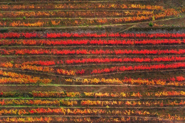 Vineyard Terraces Douro River Valley Portugal Abstract Autumn Nature Background — Zdjęcie stockowe