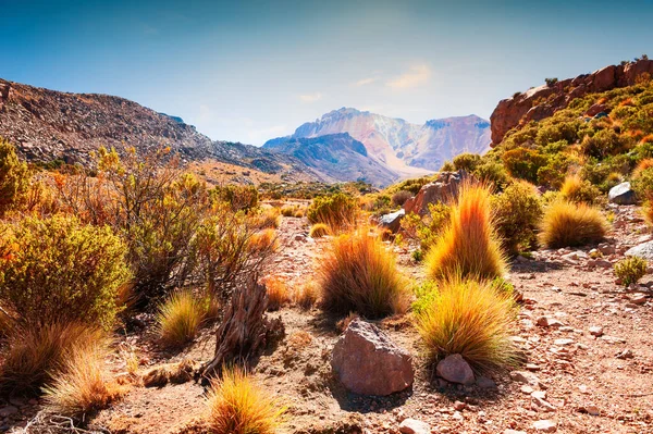 Wild Plants Trees Top Tunupa Volcano Bolivia Desert Landscapes Altiplano — Foto de Stock