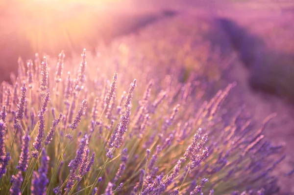 Flores Lavanda Provence França Imagem Macro Profundidade Campo Rasa Bela — Fotografia de Stock