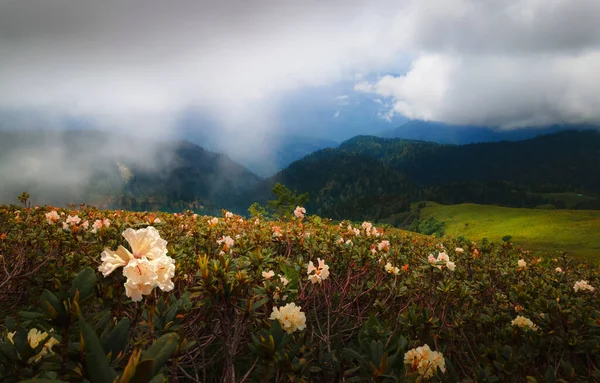 Florecientes Rododendros Blancos Las Montañas Montañas Del Cáucaso Rusia Hermoso — Foto de Stock
