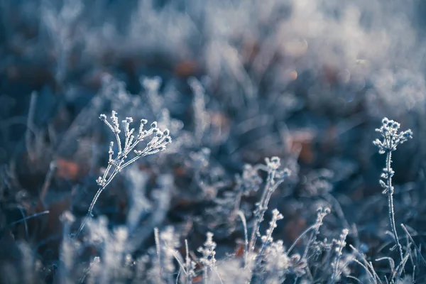 Piante Glassate Nella Foresta Invernale All Alba Bellissimo Sfondo Natura — Foto Stock