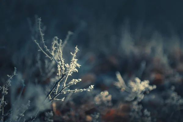 Gün Batımında Ormanda Buzlu Bitkiler Makro Görüntü Yüzeysel Alan Derinliği — Stok fotoğraf