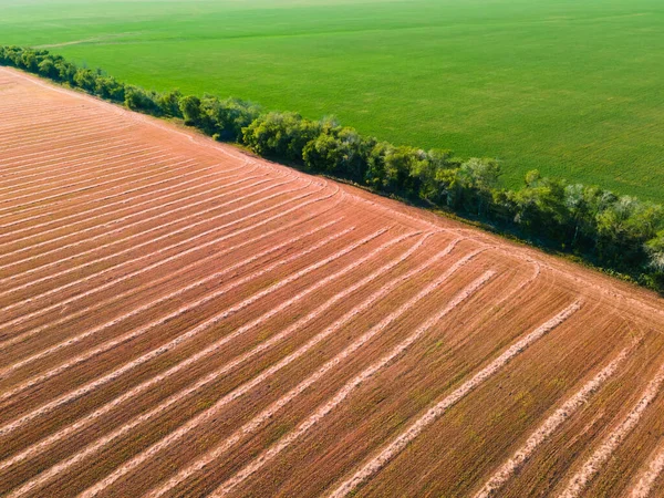 Agricultural Fields Harvested Wheat Green Wheat Aerial Drone View Colorful — Stock Photo, Image