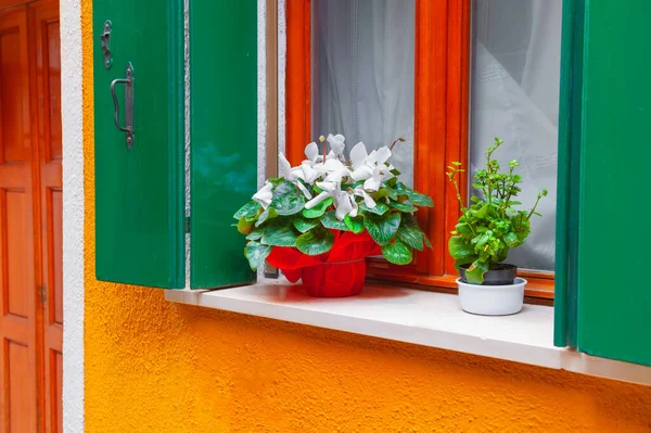 Ventana Con Persianas Verdes Flores Arquitectura Colorida Isla Burano Venecia — Foto de Stock