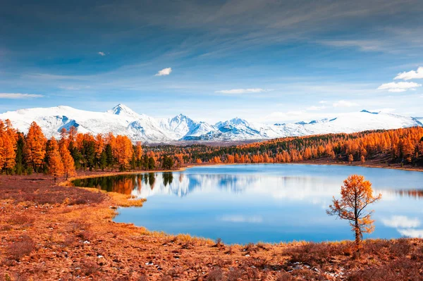 アルタイ山脈 シベリア ロシアのKideu湖 雪に覆われた山の峰と黄色の秋の森 美しい秋の風景 — ストック写真