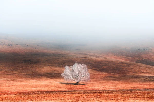 Морозяне Дерево Пагорбі Жовтою Осінньою Травою Туманний Ранок Прекрасний Осінній — стокове фото
