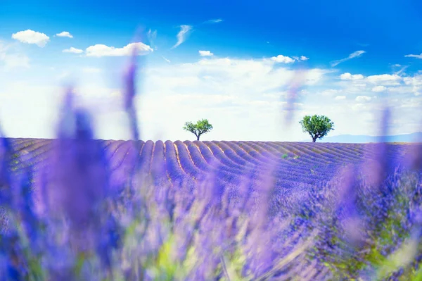 Pola Lawendowe Pobliżu Valensole Prowansja Francja Piękny Letni Krajobraz Wybiórcze — Zdjęcie stockowe