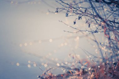 Gündoğumunda sonbahar ormanında buzlu ağaçlar. Güzel sonbahar doğa arka planı. Makro görüntü, alanın sığ derinliği.