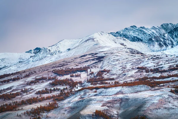 Snow Covered Mountains Yellow Autumn Trees Altai Siberia Russia Beautiful — Stock Photo, Image