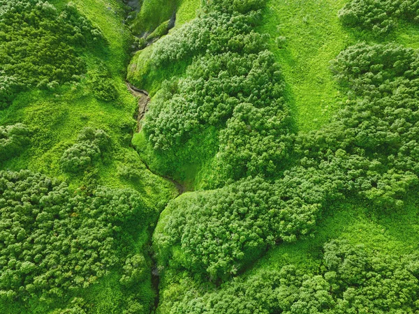 Green hills with trees and fresh green grass. Aerial top down view. Summer nature abstract background. Kamchatka, Russia