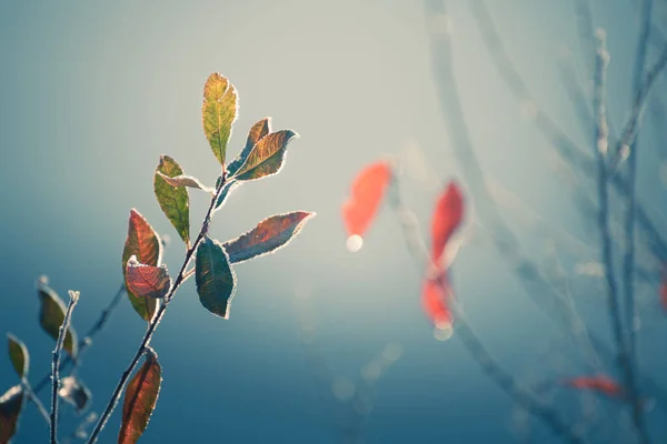 Frosted Autumn Plants Shore Lake Foggy Morning Macro Image Shallow — Stock Photo, Image